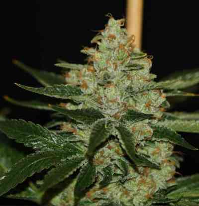 UnderDawg OG > TH Seeds | Feminized Marijuana   |  Indica